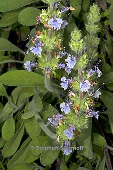 salvia sonomensis 5 graphic
